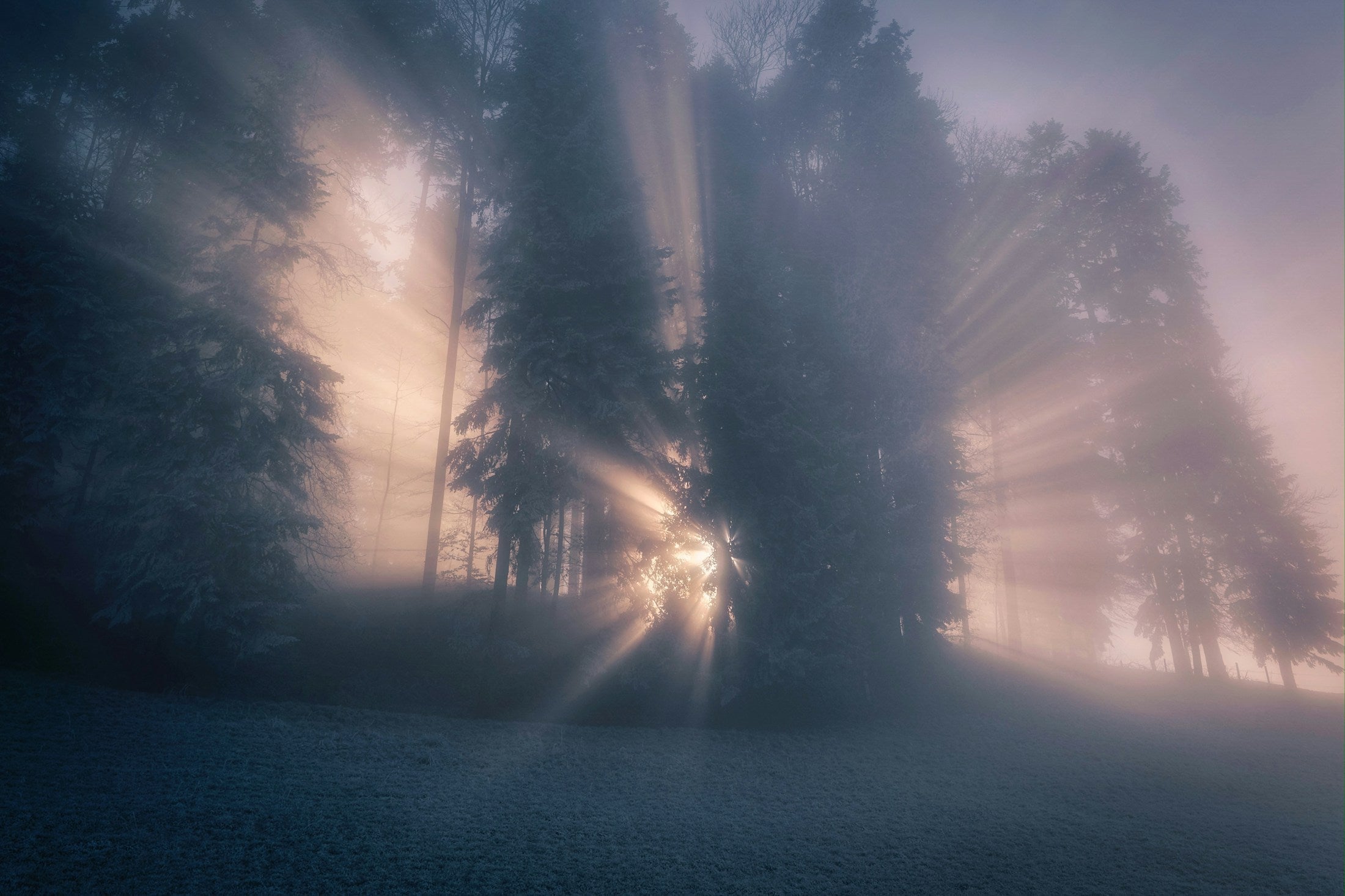 Sunlight breaking through fog between trees on a woodland path