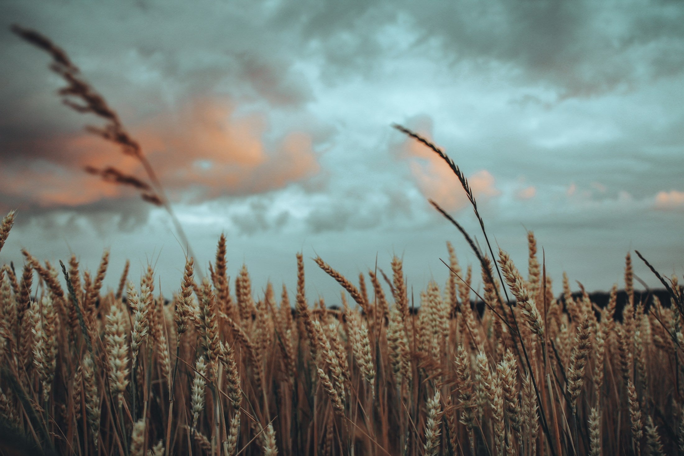Wheat field under a heavy sky, the sower's ground